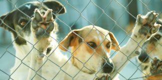 Cani randagi costano più dell’illuminazione pubblica, la storia del comune di Montefranco