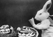 Coniglio o lepre pasquale? Ecco com’è nata la tradizione dell’animale simbolo coniglio
