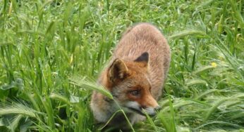 Dai cinghiali alla volpe Olimpia, gli animali al ‘servizio’ del Comune di Roma?