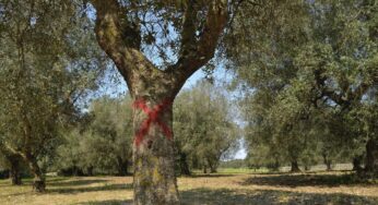 Un incubo di nome Xylella