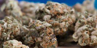 Lotta alla cannabis light, Mario Tozzi: “Non è droga. Salvini? Documentarsi prima di parlare”