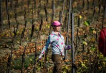 “Gli italiani scappano dalla vigna: sono andato in Romania a prendere lavoratrici con il jet privato” ► Foradori (Cantina Hofstätter)