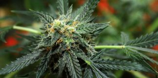 Cannabis legale ► “Perché legalizzando potremmo combattere la criminalità e preservare la sicurezza”