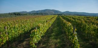 “Il Comune agricolo di Roma è il più grande d’Europa, mi aspetto più considerazione dai sindaci” ▷ Galassini (Roma DOC)