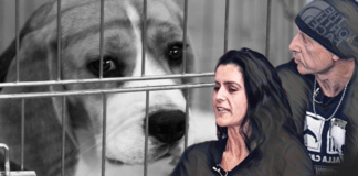 Orrore a Verona: l’esperimento delle farmaceutiche sugli animali ▷ 20 Beagle a rischio vivisezione