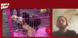 “Operazione Yulin” ▷ Salvare cani e gatti dai mattatoi cinesi | Bau Miao 7° puntata