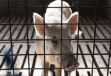 sfattoria degli animali peste suina