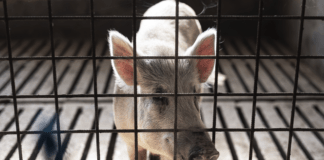 sfattoria degli animali peste suina