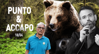 Catturata l’orsa Jj4, potrebbe essere abbattuta presto ma è inutile spargere altro sangue