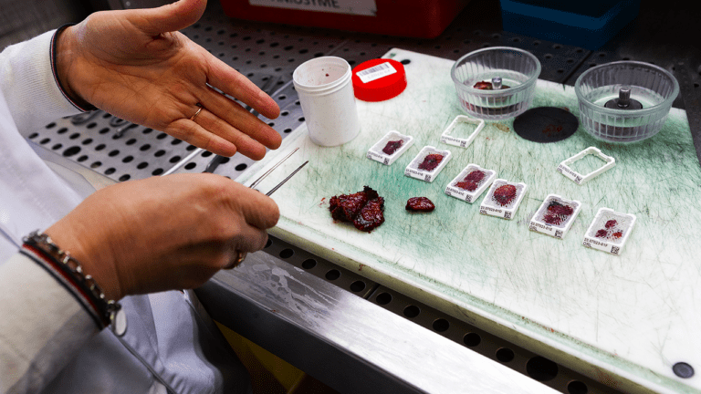 Carne sintetica, Slow Food dice No: difendere la nostra tradizione e identità culturale