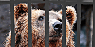 La crudeltà di chi vuole giustizia dall’orso del Trentino: una follia il paragone con l’uomo