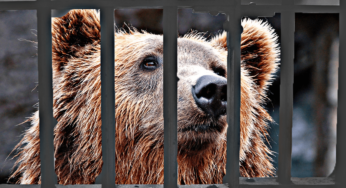 La crudeltà di chi vuole giustizia dall’orso del Trentino: una follia il paragone con l’uomo