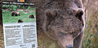 Verso l’abbattimento dell’orso che ha ucciso il runner in Trentino ▷ “Vi spiego perché la colpa è dell’uomo”