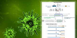 Virus, lo studio di Palù passato sotto silenzio ▷ Frajese: “Una pistola fumante da un anno e mezzo”