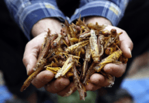 Farina di grilli: ecco come la globalizzazione sta cercando di impossessarsi della nostra identità