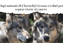 A Chernobyl i lupi evolvono per sopravvivere al cancro ▷ “Questo è un chiaro segnale dalla natura”