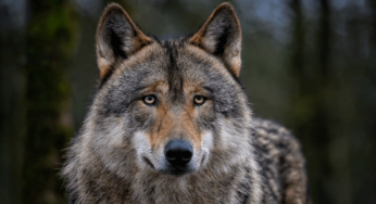 Sfatiamo tutti i luoghi comuni sugli animali: e sì, hanno una coscienza