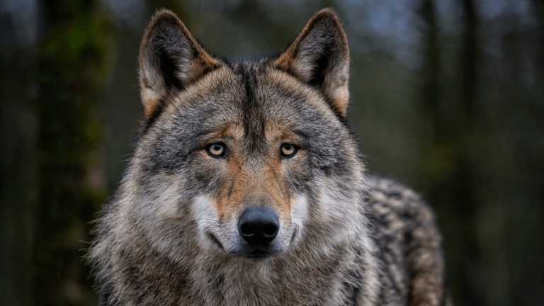 Sfatiamo tutti i luoghi comuni sugli animali: e sì, hanno una coscienza
