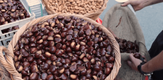 Dal 24 al 27 ottobre al via la 67° edizione della Sagra del Marrone a Segni