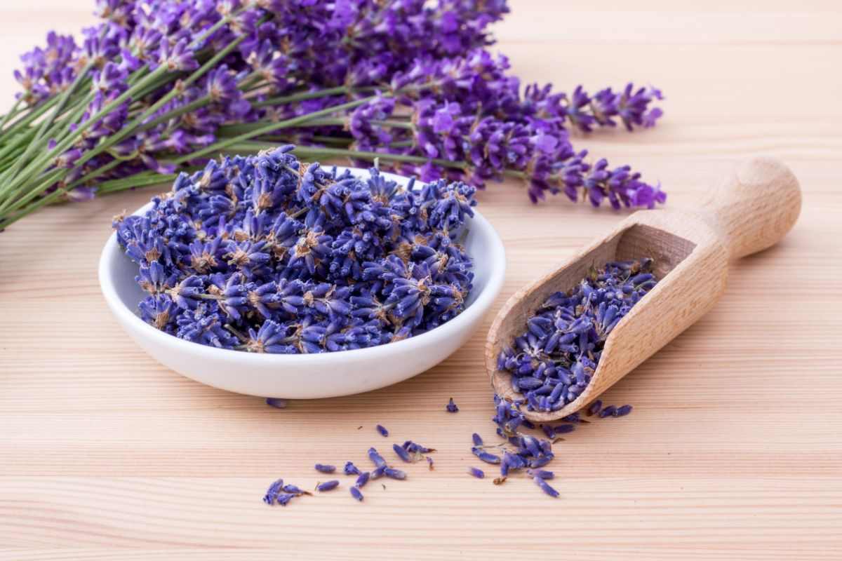 lavanda secca
