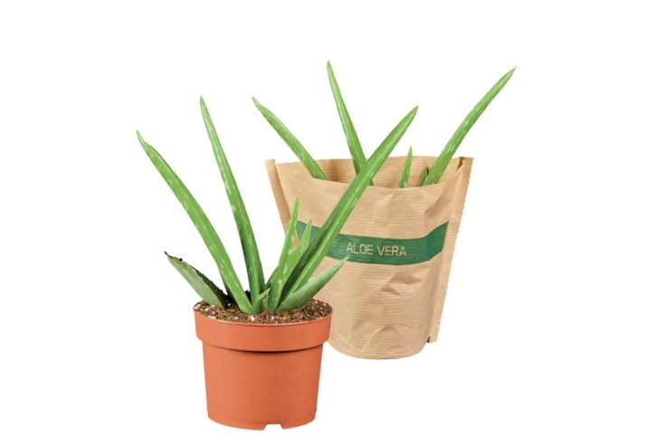 vaso con aloe vera e sacco con aloe vera