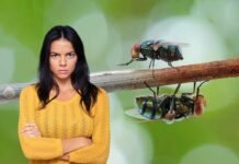 mosche su un ramo, donna arrabbiata