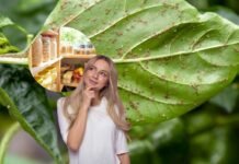 donna che pensa, dispensa e pianta con afidi