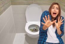 Attenzione a questi animali: risalgono i tubi di scarico e spuntano dal wc di casa! donna spaventata, wc con serpente, topo, rana