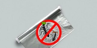 carta stagnola e divieto di formiche