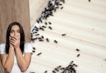 Invasione di formiche dentro casa? Niente paura, questo ingrediente le elimina per sempre formiche donna spaventata