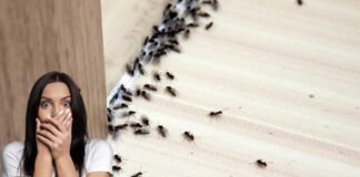 formiche donna spaventata