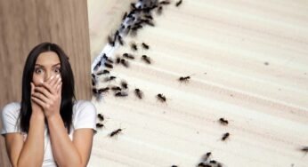 Invasione di formiche dentro casa? Niente paura, questo ingrediente le elimina per sempre