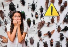 Attenzione a questo insetto, trasforma la tua casa in un campo di battaglia: di cosa si tratta insetti vari, donna spaventata, simbolo pericolo