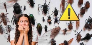 insetti vari, donna spaventata, simbolo pericolo