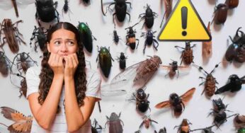 Attenzione a questo insetto, trasforma la tua casa in un campo di battaglia: di cosa si tratta