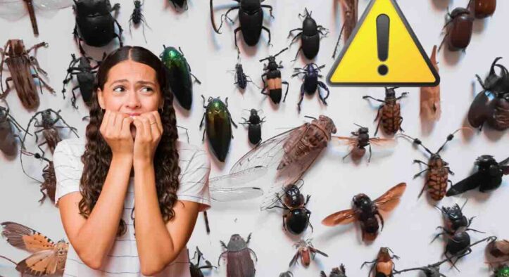 Attenzione a questo insetto, trasforma la tua casa in un campo di battaglia: di cosa si tratta