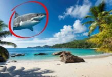 spiaggia tropicale e cerchio rosso con squalo