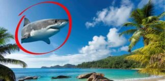 È la meta turistica più frequentata dagli italiani, ma attenzione: è piena di squali! spiaggia tropicale e cerchio rosso con squalo
