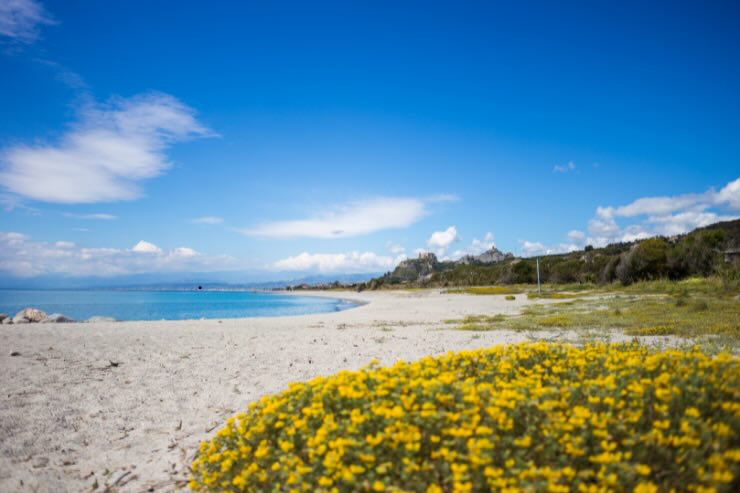 spiaggia di sabbia con mare cristallino e fiori gialli