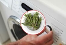 Prova a mettere un rametto di rosmarino nella lavatrice: quello che accadrà è una vera ‘magia’ lavatrice e rosmarino