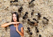 Né aceto e né fondi di caffè: ecco l’unico (efficace) rimedio per allontanare le formiche dal giardino donna che dice no alle formiche