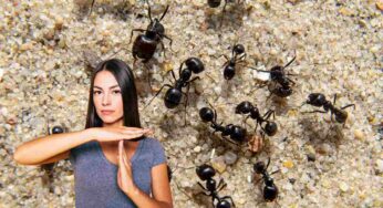 Né aceto e né fondi di caffè: ecco l’unico (efficace) rimedio per allontanare le formiche dal giardino