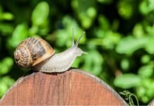Lumache in giardino? Prova questi 5 rimedi naturali e te ne sbarazzi senza alcuna fatica lumaca in giardino