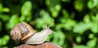 lumaca in giardino