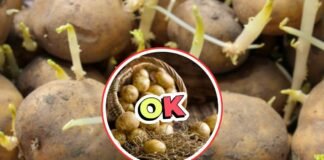 patate germogliato e patate normali con scritta ok