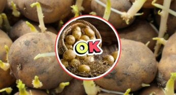 Le patate germogliate non possono essere mangiate, ma basterà provare questo trucco per non gettarle più via