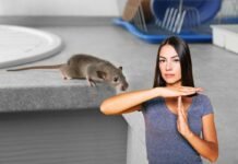 donna che dice no e topolino sul bancone della cucina