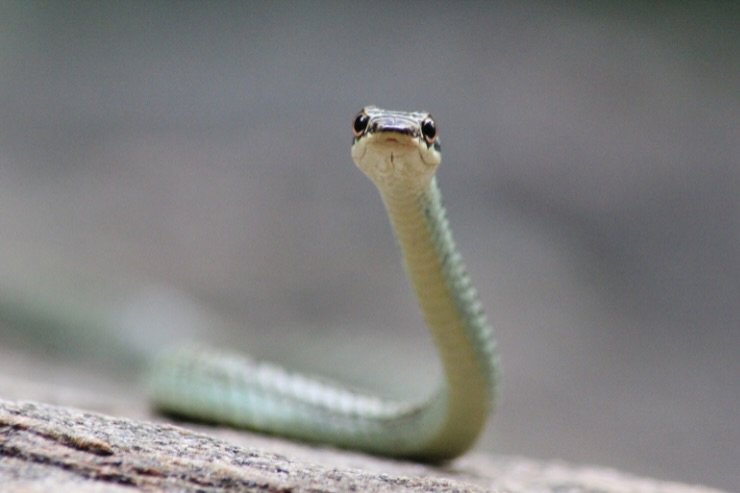 serpente verde 