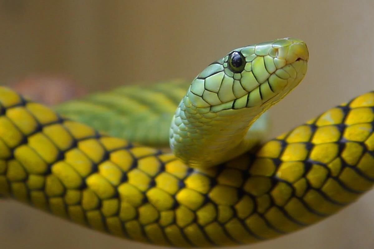 serpente 