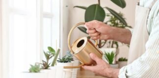 donna che innaffia piantine